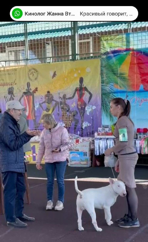 Выставка и съёмки фильма 27 февраля: собачка в белом