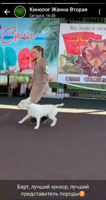 Собачка шагает по рингу рядом с поводырём в момент выставочного показа; на заднем фоне праздничный баннер и призы.
