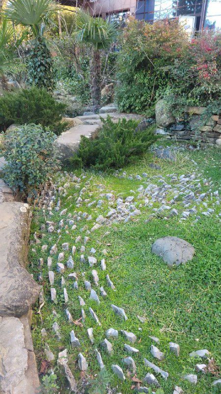 Камни в ландшафте и жёлтые цветы