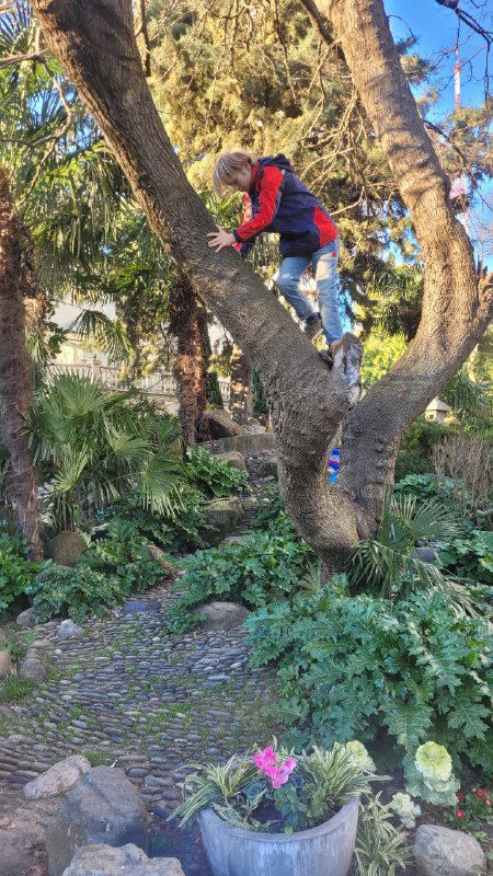 Человек в красной куртке забирается на большое дерево в саду среди камней и вечнозелёных растений — живой динамичный кадр.