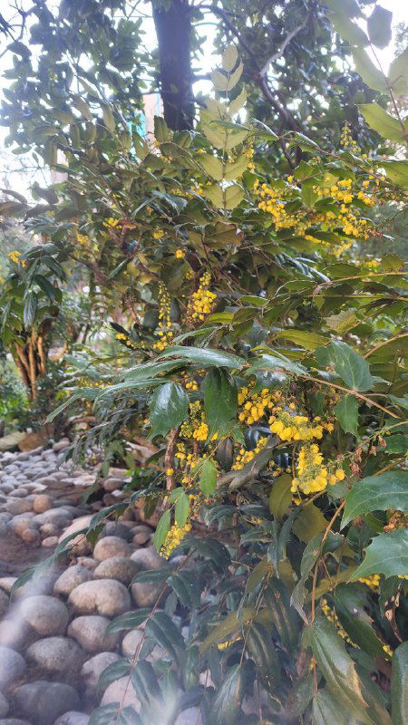 Крупный план жёлтых цветов на колючих кустах рядом с галькой и круглыми камнями; цветы ярко выделяются на фоне зелёной листвы.