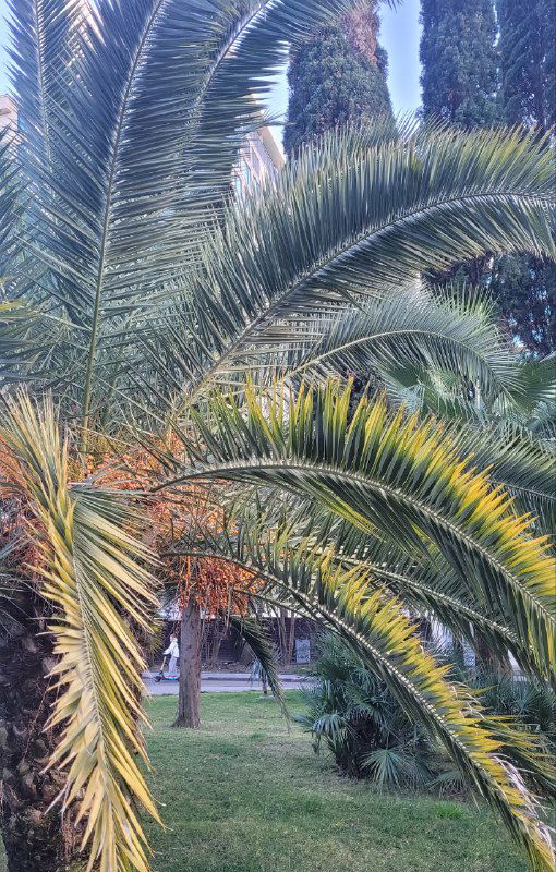 Финики на пальме: вид, запах и вкус