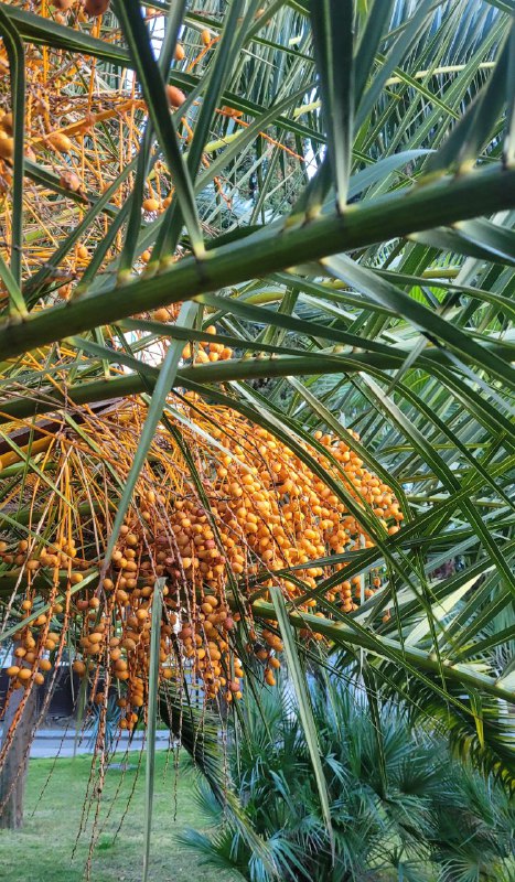 Крупная гирлянда мелких оранжевых плодов (фиников) на соцветии пальмы, съёмка через переплетённые листья, парк виден на фоне.