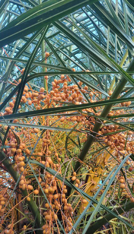 Плотный букет мелких оранжевых плодов финиковой пальмы вблизи, видно множество завязей и структуру листьев при мягком свете.