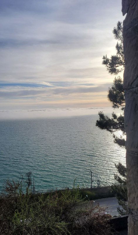 Панорамный кадр моря со склона: спокойная водная гладь, широкий горизонт и ветви дерева на переднем плане под мягким небом.