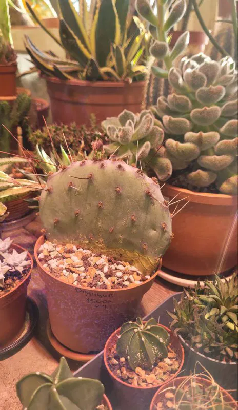 Крупный план столика с коллекцией небольших кактусов и суккулентов в глиняных горшочках — ассортимент магазина редких растений.