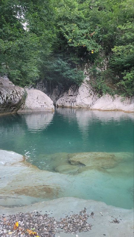 Спокойная заводь с идеально изумрудной водой, пологий каменистый берег и густые кроны реликтового самшитового леса вдоль воды.