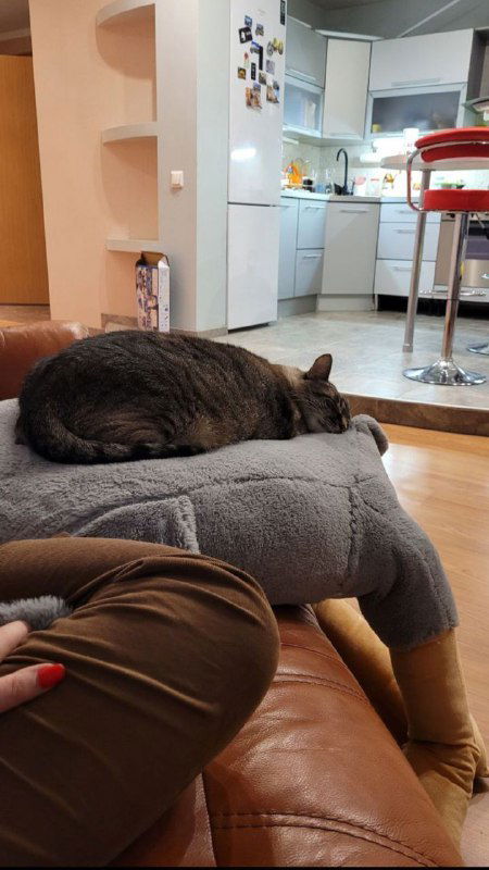 Часть гостиной с диваном, на котором лежит плед и кот; рядом видна часть кухни, открытая планировка и домашняя обстановка.