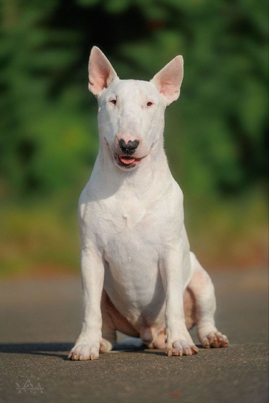 Наш беляш — юный чемпион Берт