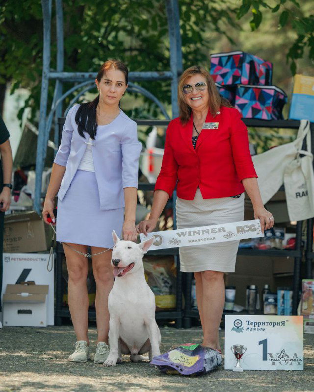 Берт рядом с хендлером и судьёй на ринге выставки: белый бультерьер, стоячая морда, призы и табличка победителя на фоне палатки.