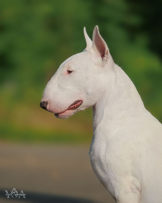 Боковой профиль белого бультерьера Берта на улице; видно форму головы, уши и выражение внимательности, летний лесной фон.