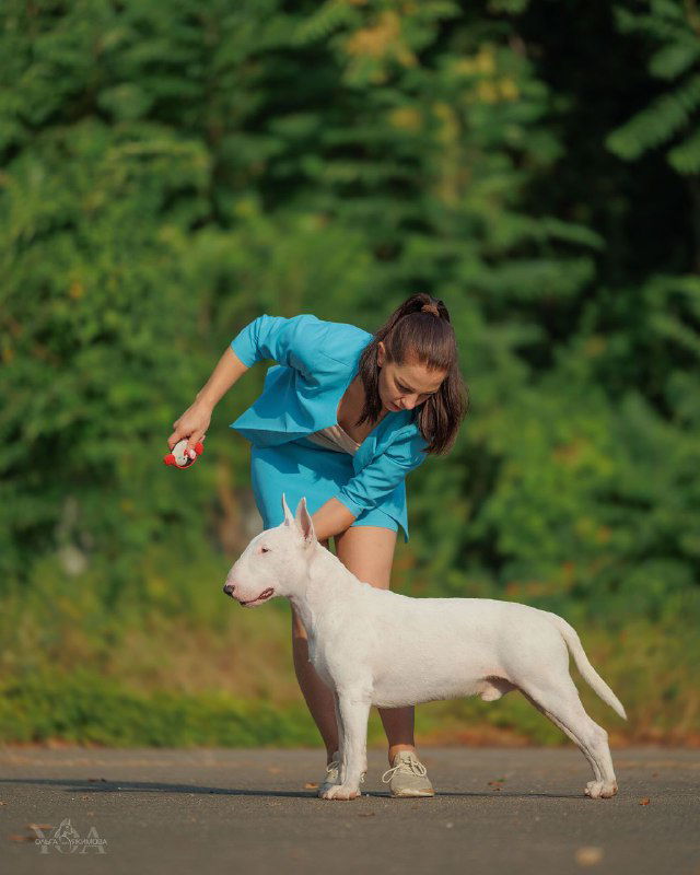 Хендлер показывает стойку белого бультерьера Берта в ринге: собака поставлена, внимание на теле и ногах, демонстрация экстерьера.