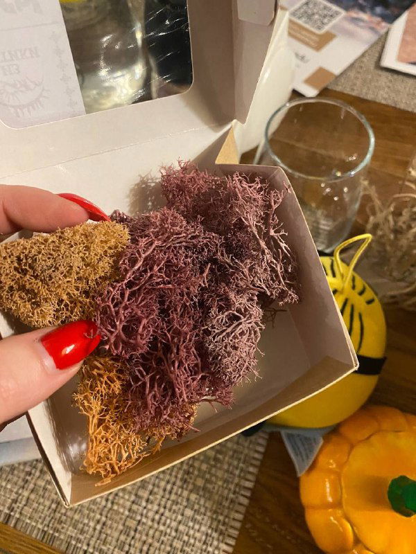 Крупный план сушёного ягеля в коробке: рыхлый разноцветный мох, который автор описывает как пропитанный соком морошки и съедобный.