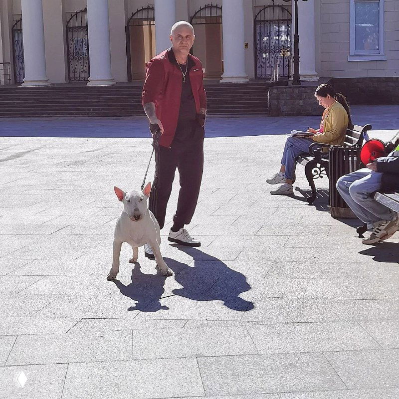 Белый бультерьер идёт на поводке рядом с мужчиной по площади, солнечный день; на заднем плане прохожие и скамейки наблюдают.