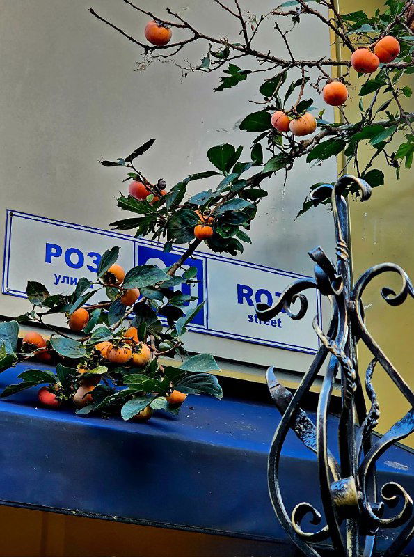 В Сочи зреет хурма и зацвела мушмула