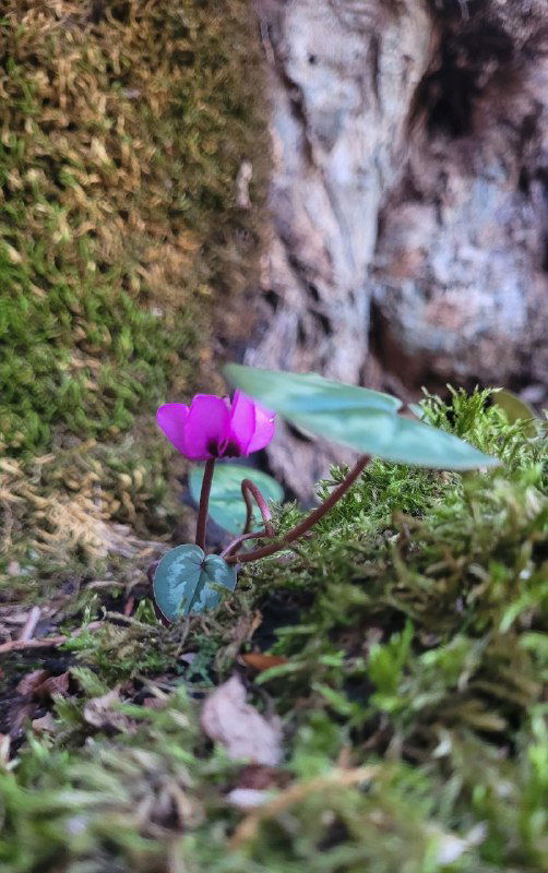 Маленький фиолетовый цветок на мху у корней дерева в лесу рядом с пещерой — макросъёмка растений на фоне лесного пола.