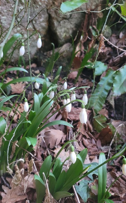 Группа подснежников и лесная подстилка: ранние весенние цветы около пещерного входа в сочинском лесу.