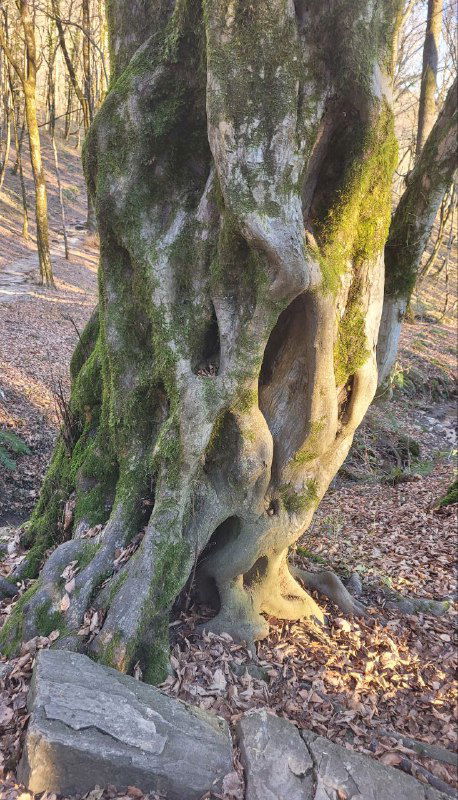 Древнее древесное стволовое образование с мхом и корой, крупный план текстуры дерева в лесной зоне около пещер.