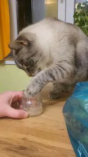 Кот Осирис ставит лапу в маленькую стеклянную банку на столе, рядом видна рука человека и часть кухонного интерьера, кадр показывает попытку достать содержимое.