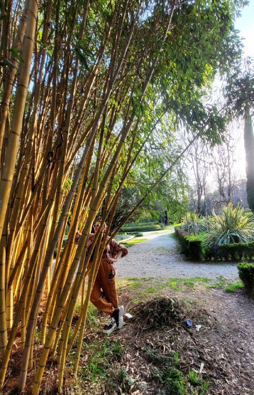Часть парка с группой высоких тонких стеблей бамбука, между которыми проглядывает человек в коричневых штанах, создающий атмосферу укромного уголка.