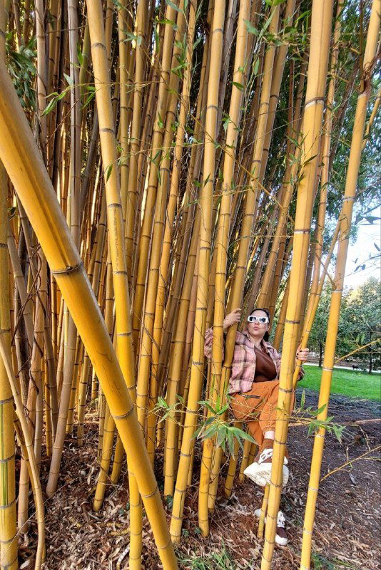 Человек позирует внутри зарослей бамбука: тёплый свет, плотные стебли желтоватого бамбука и игра теней создают декоративный фон для снимка.