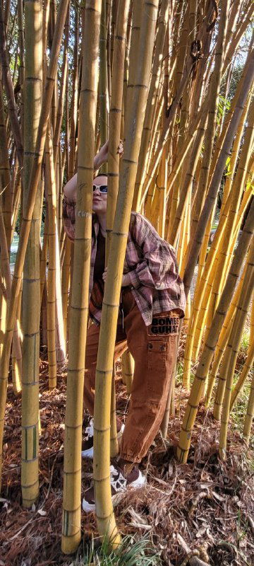 Человек стоит между стеблями бамбука, выглядывая из-за них; ракурс подчёркивает высоту и плотность кустов бамбука в городском парке.