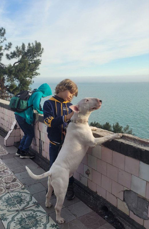 Мальчик стоит рядом с собакой на балконе или набережной и смотрит на море; прибрежный пейзаж, дневной свет и спокойная семейная сцена.