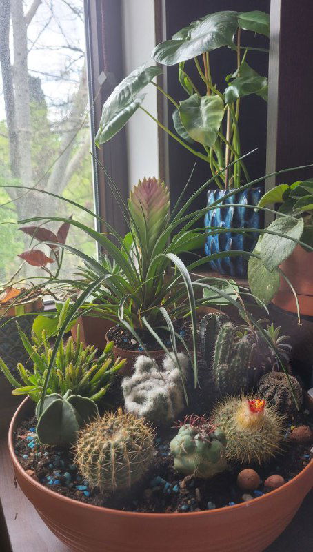 Что по кактусам: пересадила, и один расцвёл