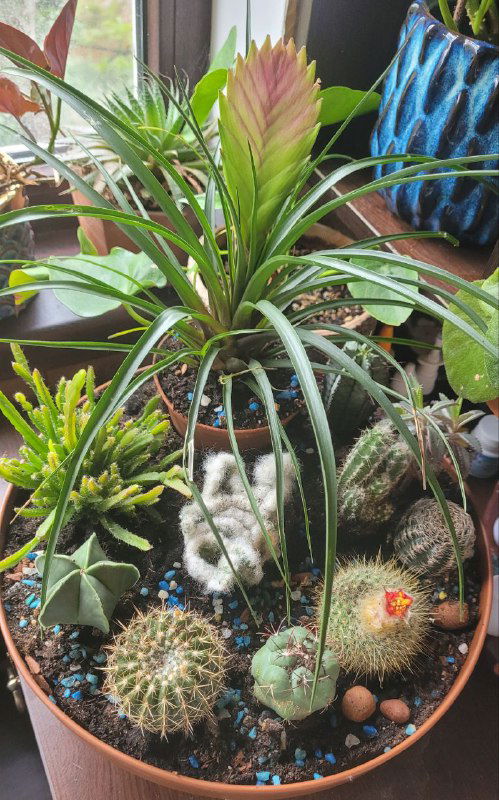 Крупный план кактусов в горшке: шаровидные и колючие виды, суккулент и видно яркий оранжевый цветок на одном кактусе.