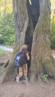 Ребёнок в рюкзаке заглядывает в высокое дупло старого дерева; заметно отверстие в потолке полости и травяной покров у основания ствола.