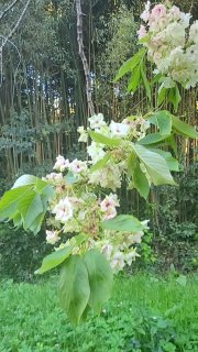 Ветки сакуры и зелёная трава на переднем плане, на заднем фоне видна густая бамбуковая роща и лесистая зона парка Южные Культуры.