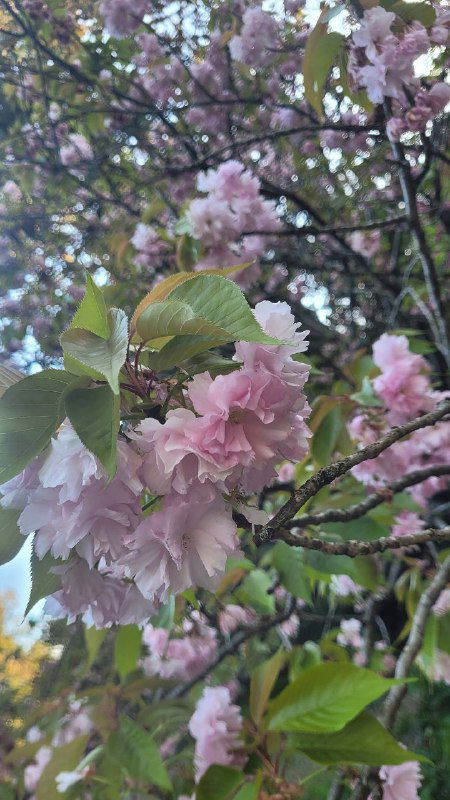 Сакура в парке Южные Культуры, Сочи