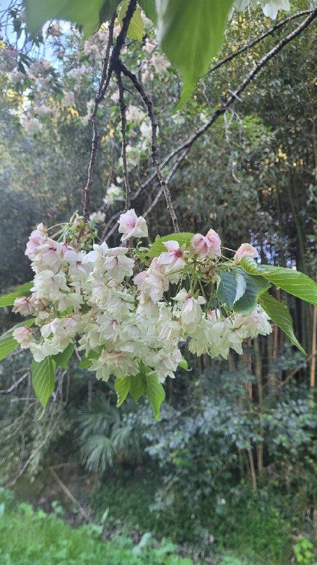 Сбор цветов сакуры бело-розового оттенка на ветке на фоне тёмной рощи и хвойных деревьев парка, контраст цветов и фона.