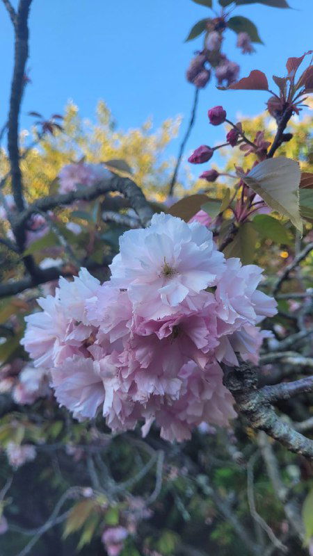 Одинокий крупный бутон сакуры нежно-розового цвета на ветке, вечернее небо и золотистые листья в фоне, тонкий природный кадр.
