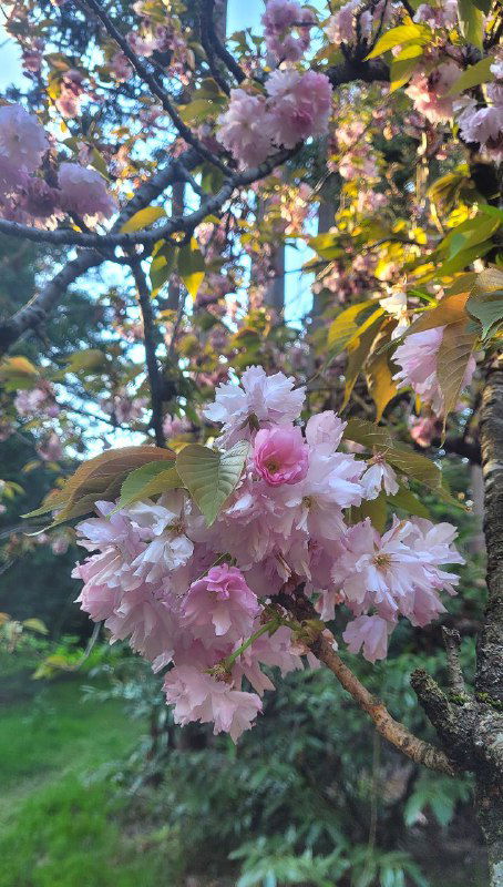Несколько веток сакуры с плотными бутонами и листьями, тёплый свет заходящего солнца подчёркивает текстуру и цветы на зелёной поляне.