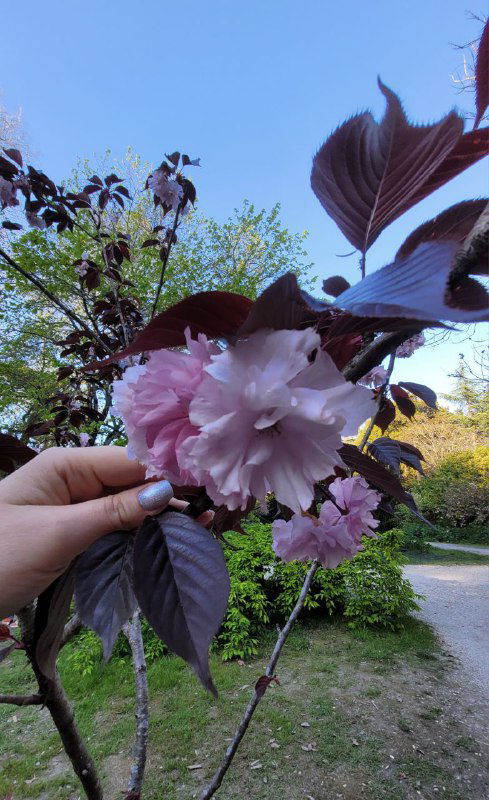 Рука держит крупный розовый цветок сакуры рядом с тёмными декоративными листьями — контрастные оттенки и фактура листьев заметны в кадре.
