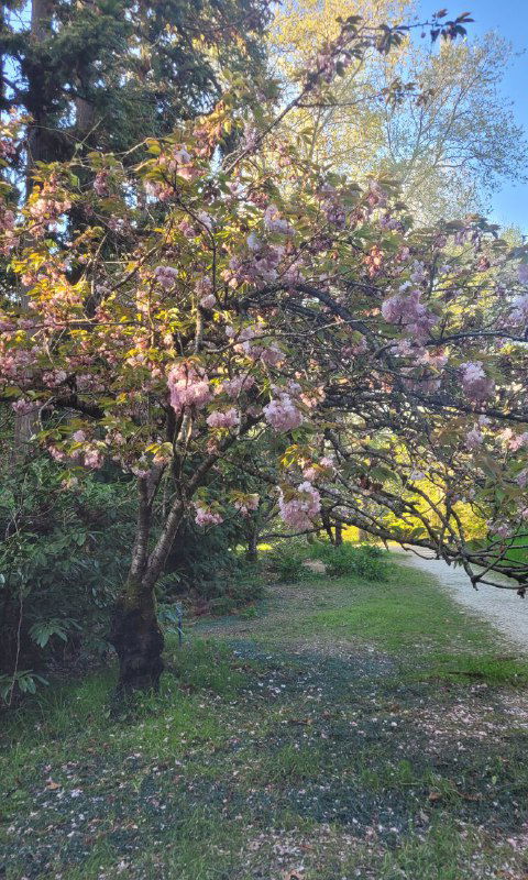 Общий план дерева сакуры в парке: цветущая крона, зелёная лужайка и дорожка вокруг, создающие атмосферу волшебного сада в Сочи.
