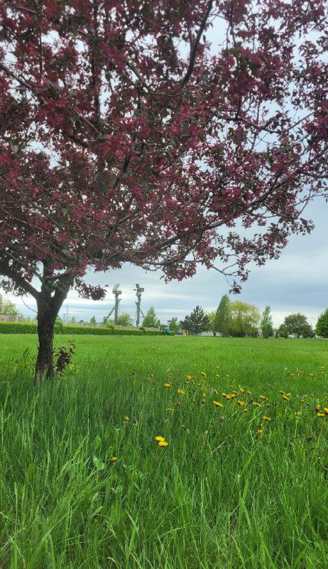 Шишки, яблони и поле одуванчиков