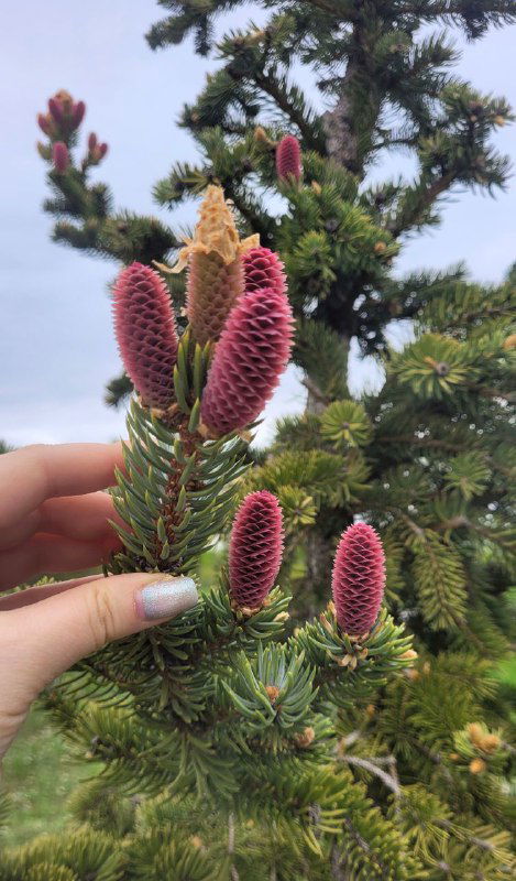 Крупный план розово-бордовых шишек/почек на хвойном побеге в руке автора; видна текстура чешуек и молодые пыльцевые почки в естественном освещении.