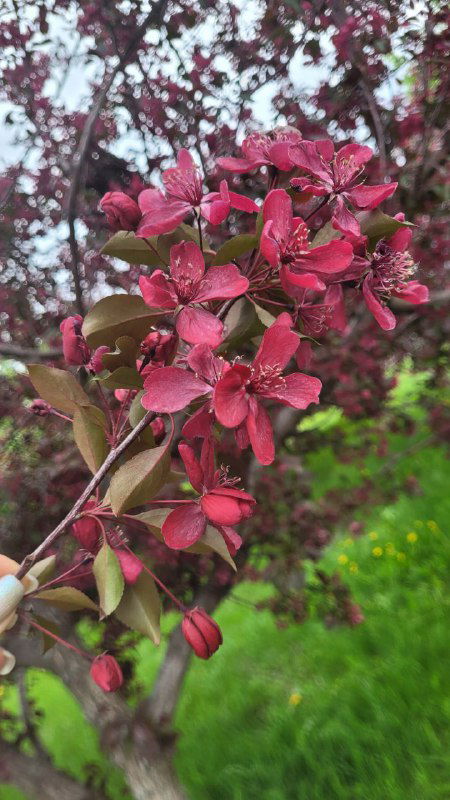 Близкий кадр ветки с тёмно-красной листвой или цветами, детали лепестков и текстуры, фон размыт и подчёркивает насыщенный цвет растения.