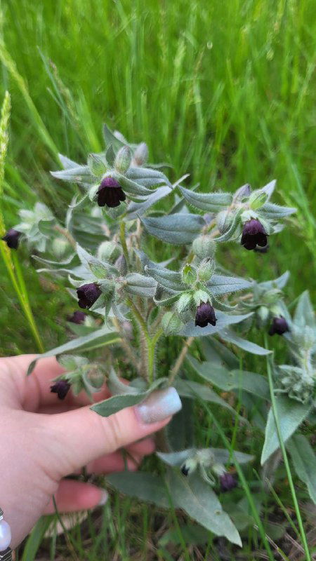 Рука держит растение с мелкими пушистыми цветами тёмно-фиолетового центра на серебристо-зелёных листьях; ботанический крупный план с текстурой листьев.