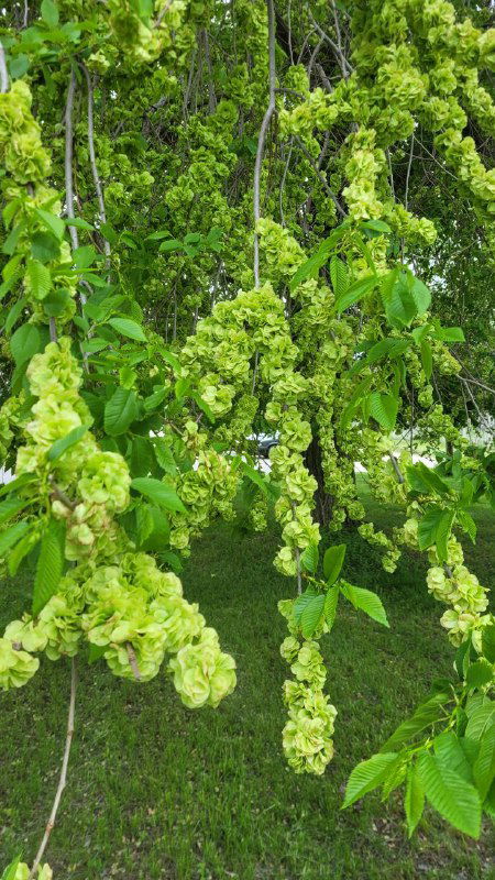 Длинные свисающие зелёные соцветия на дереве, похожие на кисти или махровые чашечки; кадр подчёркивает их фактуру и необычную форму.