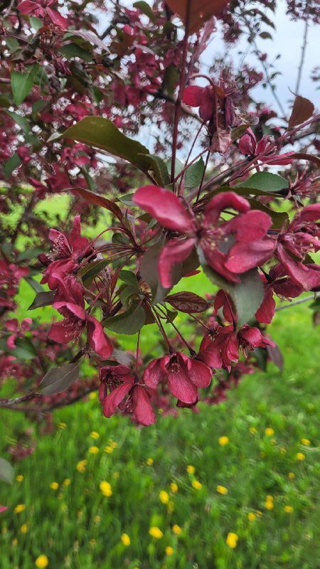 Крупный план тёмно-бордовых цветков и листьев яблони, видна структура лепестков и мелкие детали поверхности растений в естественном свете.