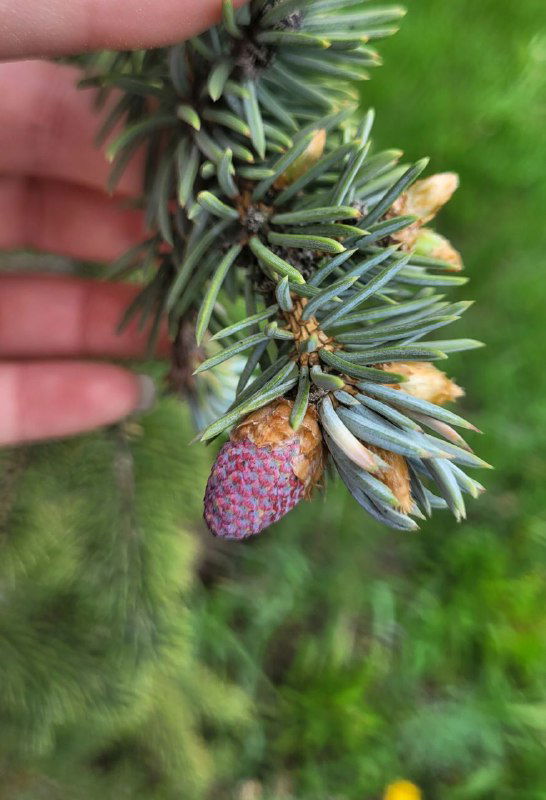 Крупный план хвойной ветки с пурпурными шишками-почками; заметны чешуйки, молодые побеги и контраст между иглами и почками.