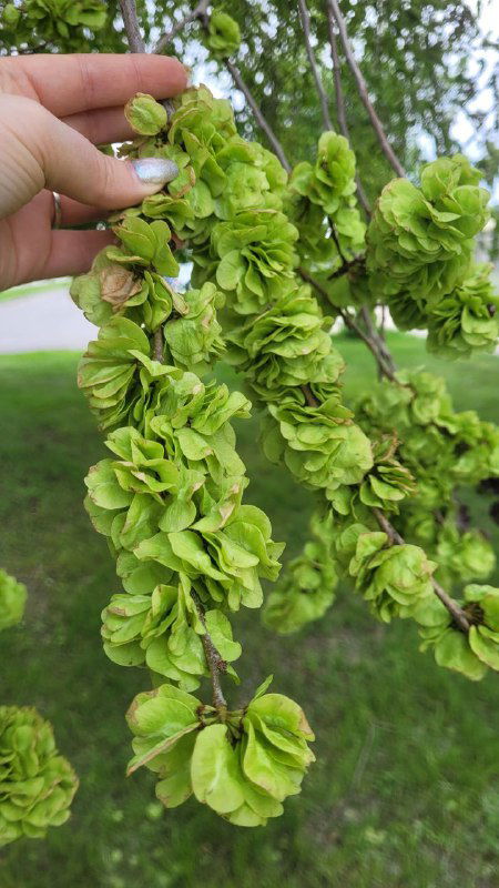 Крупный план зелёных слоистых соцветий или семян на ветке, похожих на махровые чашечки; автор держит ветку на фоне луга и неба.