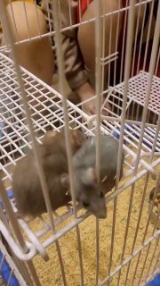 Два маленьких грызуна в металлической клетке на подстилке; видны решётка и поилка — фото из поста о спасении питомцев и новых крысах.