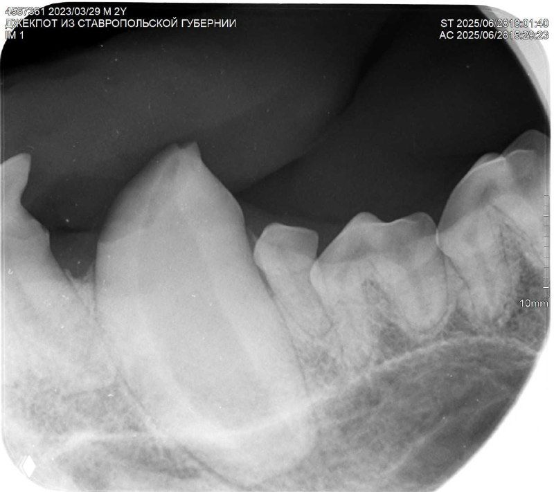 Рентген челюсти собаки — крупный план клыка с очень длинным корнем, видна структура кости и соседние зубы на снимке.