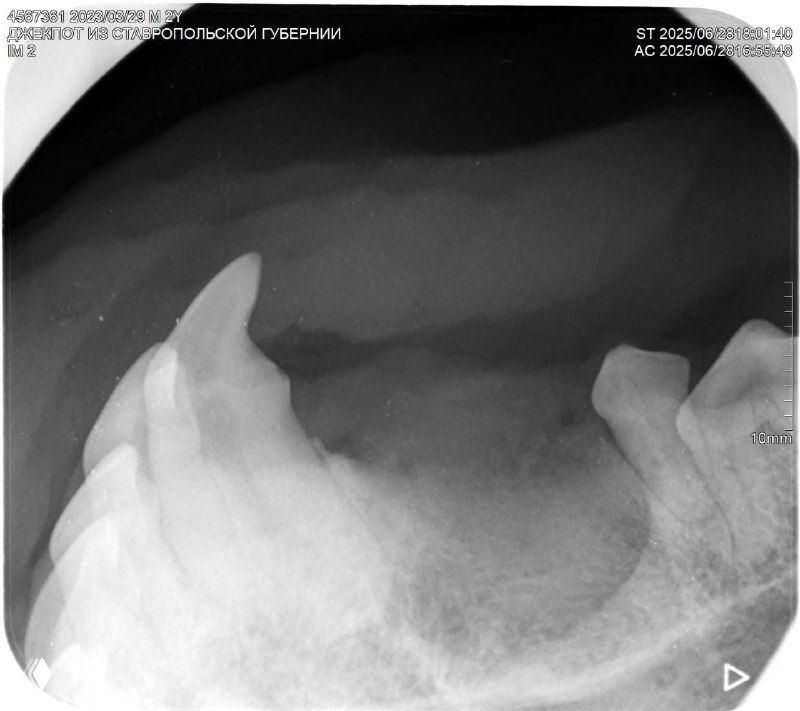 Рентгеновский снимок челюсти собаки с другого ракурса, видна лунка после удаления и оставшаяся часть корня в контексте альвеолы.