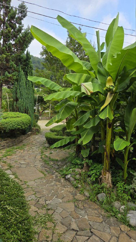 Тропинка между домиками на базе отдыха, большие листья банановых деревьев и ухоженные изгороди на фоне лесистых холмов.