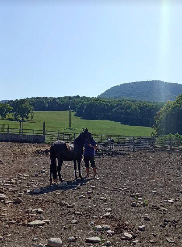 Кобыла рядом с человеком на загоне в долине Адыгеи: огороженная площадка, зелёные луга и холмы на заднем плане, типичная сцена из детского клуба с лошадьми.